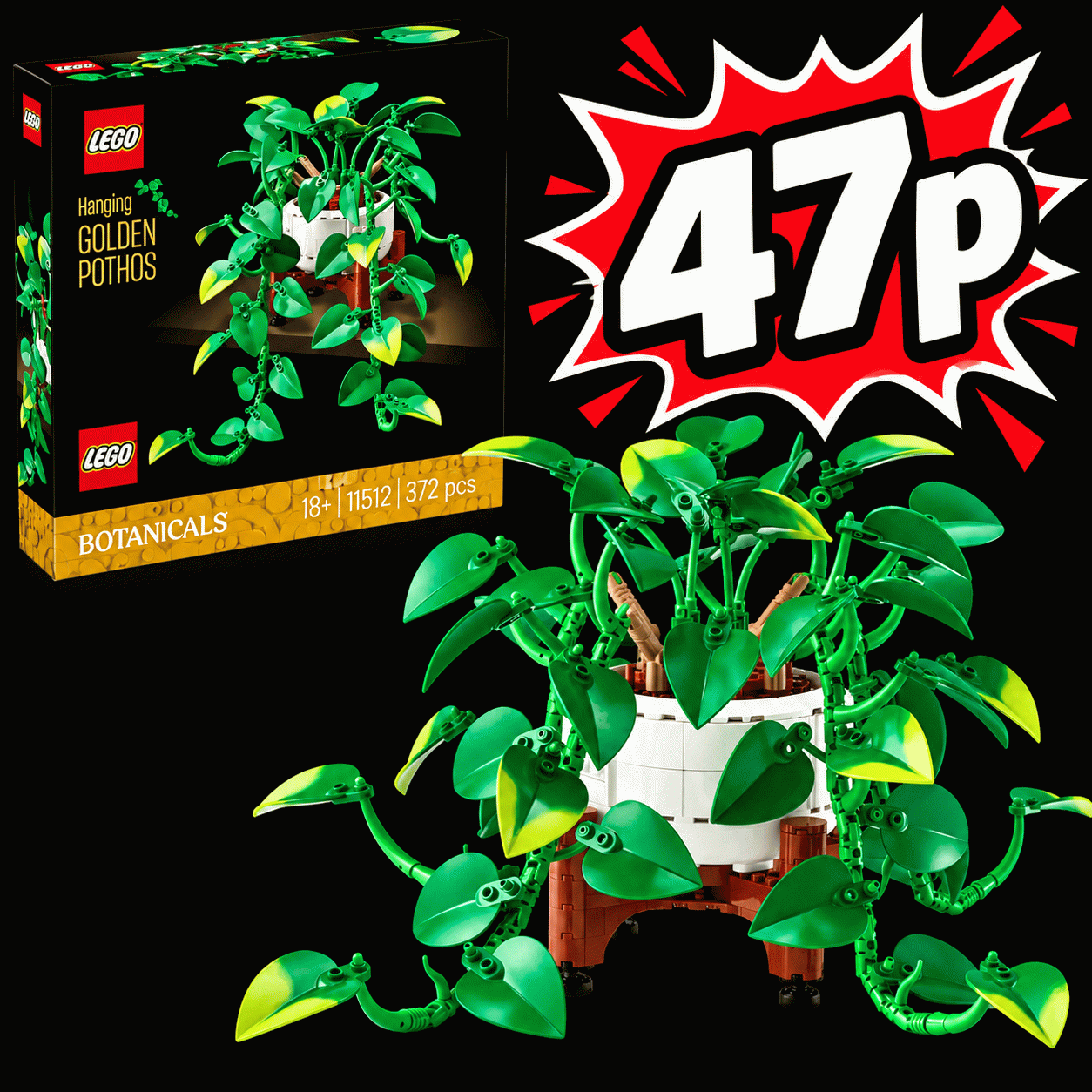 Hanging Golden Pothos set- 11512