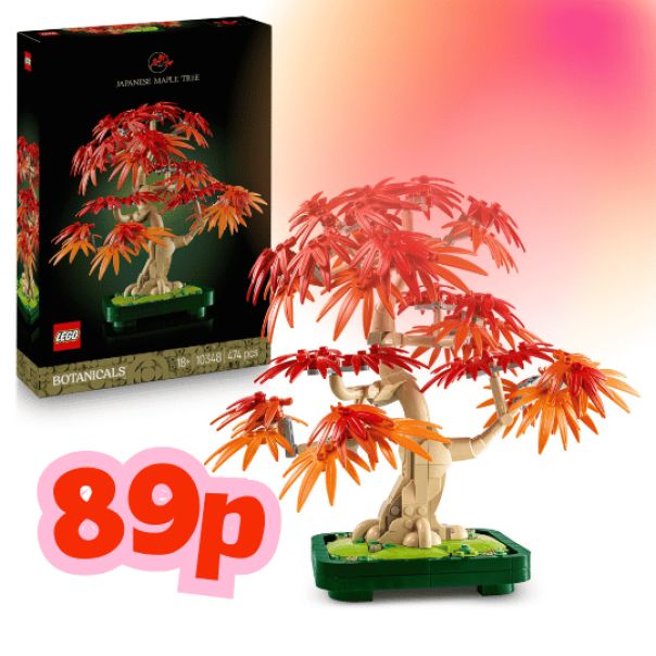 Japanese Red Maple Bonsai